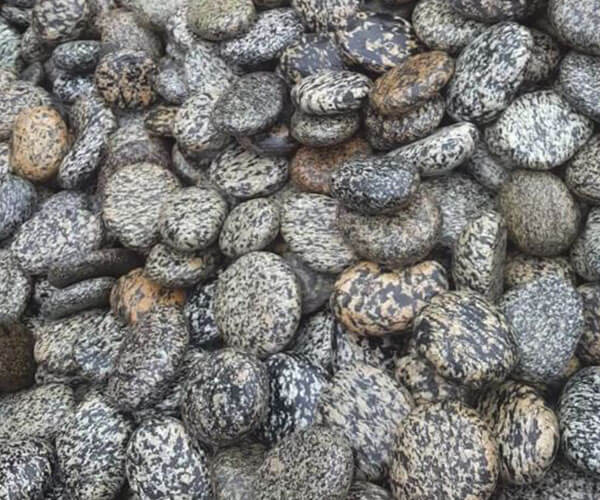 Leopard Pebbles San Diego