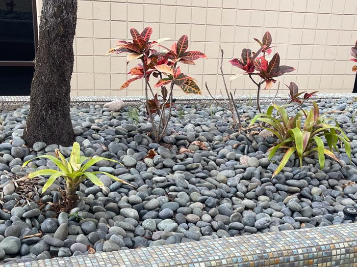 Beach pebbles in lawn