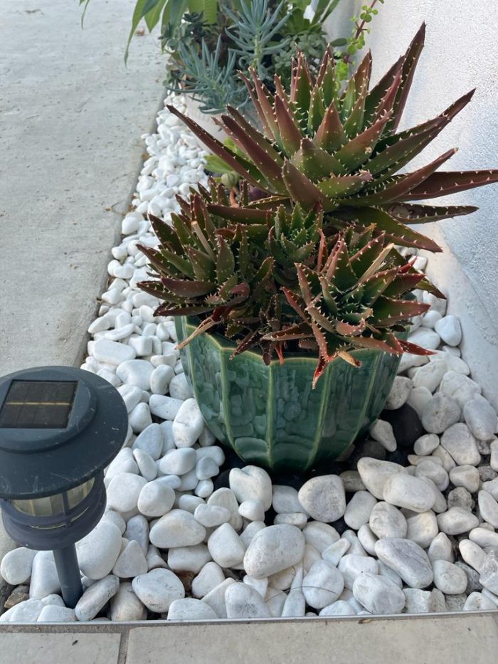 Spiky succulent in a green pot on white decorative stones